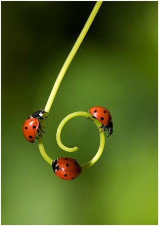 3coccinelles.jpg