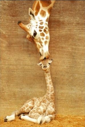 bb-girafe.jpg