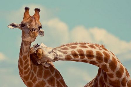 giraphes.jpg