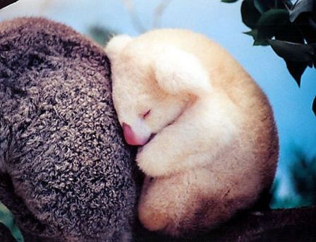 ♥ mignon-1.jpg