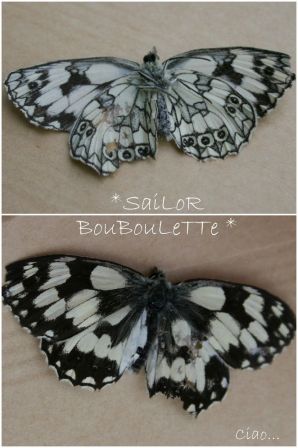 papillons-2.jpg