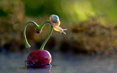 snail-water-small-cute-832-1280x800__880.jpg