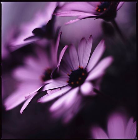 violet3.jpg